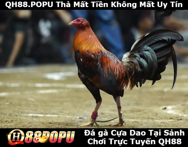 da-ga-cua-dao-tai-sanh-choi-truc-tuyen-tai-qh88